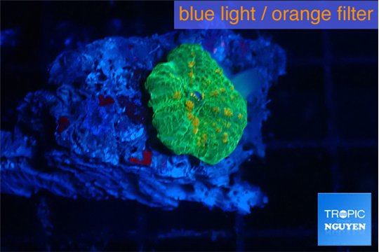 Rhodactis green gold small polyp 1 polyp WYSIWYG acclimaté