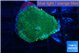 Rhodactis green gold 1 polyp WYSIWYG acclimaté