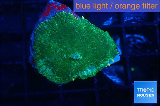 Rhodactis green gold 1 polyp WYSIWYG acclimaté