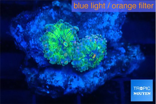 Ricordea yuma purple green small polyps 2 polyps WYSIWYG acclimaté