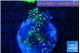 Pachyclaularia neon green 2-3 cm WYSIWYG acclimaté