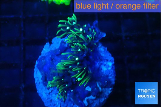 Pachyclaularia neon green 2-3 cm WYSIWYG acclimaté