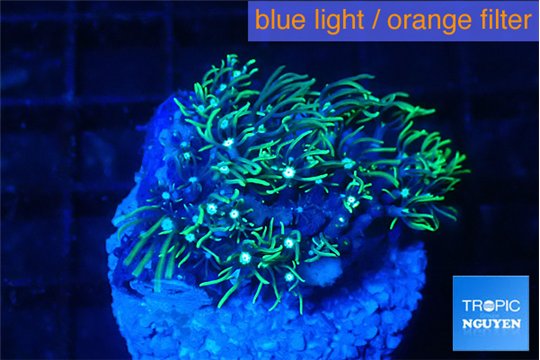 Pachyclaularia neon green 2-3 cm WYSIWYG acclimaté