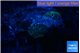 Discosoma black gold 2 polyps WYSIWYG acclimaté
