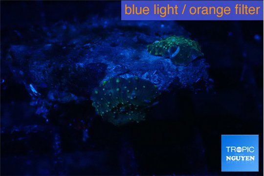Discosoma black gold 2 polyps WYSIWYG acclimaté