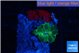 Discosoma golden small polyp 1 polyp WYSIWYG acclimaté