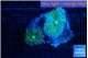 Ricordea yuma purple green small polyps 2 polyps WYSIWYG acclimaté