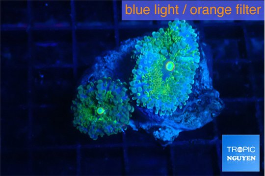 Ricordea yuma purple green small polyps 2 polyps WYSIWYG acclimaté