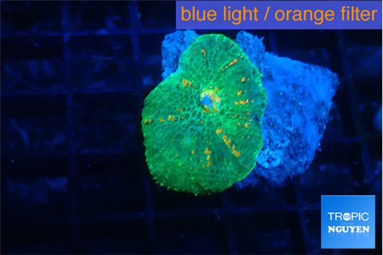 Rhodactis green & orange 1 polyp WYSIWYG acclimaté