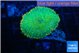 Rhodactis green gold 1 polyp WYSIWYG acclimaté