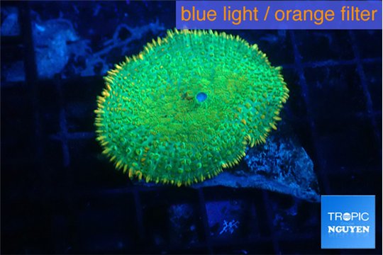 Rhodactis green gold 1 polyp WYSIWYG acclimaté
