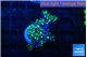 Pachyclaularia neon green 1-2 cm WYSIWYG acclimaté
