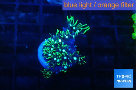 Pachyclaularia neon green 1-2 cm WYSIWYG acclimaté