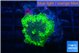 Ricordea yuma neon green ufo 1 polyp WYSIWYG acclimaté
