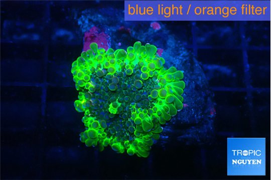 Ricordea yuma neon green ufo 1 polyp WYSIWYG acclimaté