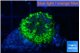 Ricordea yuma neon green ufo 1 polyp WYSIWYG acclimaté