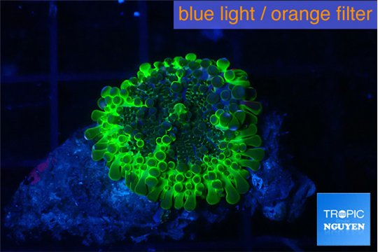 Ricordea yuma neon green ufo 1 polyp WYSIWYG acclimaté