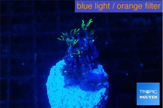 Pachyclaularia neon green 1-2 cm WYSIWYG acclimaté