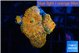 Rhodactis red blue superman 3 polyps WYSIWYG acclimaté