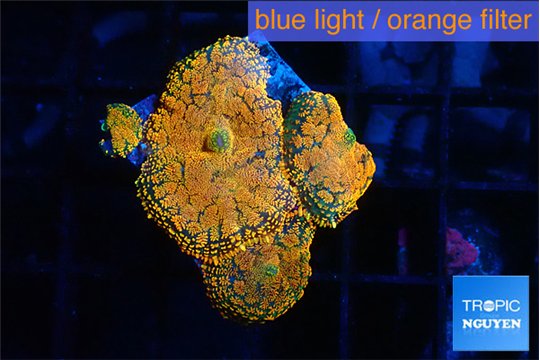 Rhodactis red blue superman 3 polyps WYSIWYG acclimaté