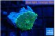 Rhodactis green gold 1 polyp WYSIWYG acclimaté