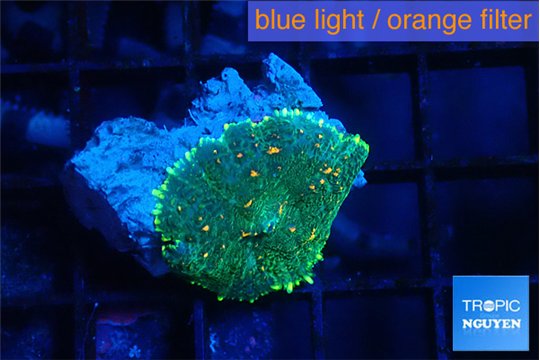 Rhodactis green gold 1 polyp WYSIWYG acclimaté