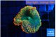 Rhodactis green forest 1 polyp WYSIWYG acclimaté
