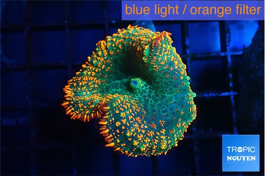 Rhodactis green forest 1 polyp WYSIWYG acclimaté