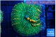 Rhodactis bulls green & orange 4-7 cm WYSIWYG acclimaté