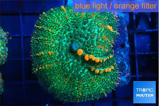 Rhodactis bulls green & orange 4-7 cm WYSIWYG acclimaté