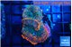 Rhodactis flash burn 2 polyps WYSIWYG acclimaté