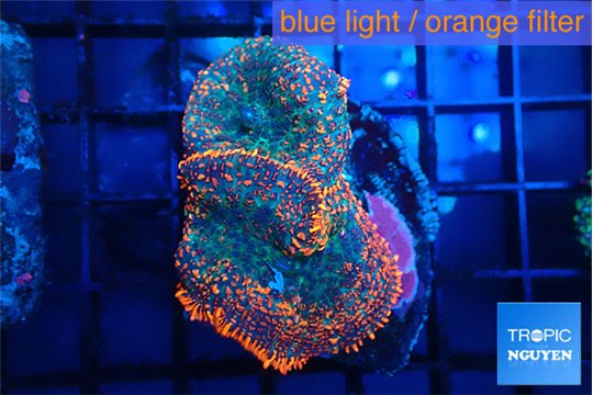 Rhodactis flash burn 2 polyps WYSIWYG acclimaté