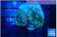 Ricordea yuma green purple 2-3 polyps WYSIWYG acclimaté