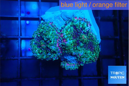 Ricordea yuma green purple 2-3 polyps WYSIWYG acclimaté