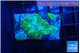 Rhodactis green blue 1 polyp WYSIWYG acclimaté