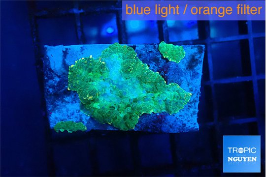 Rhodactis green blue 1 polyp WYSIWYG acclimaté