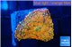 Rhodactis red blue superman 1 polyp WYSIWYG acclimaté
