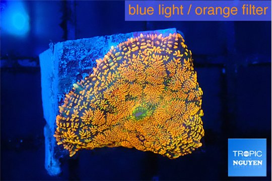 Rhodactis red blue superman 1 polyp WYSIWYG acclimaté