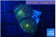 Rhodactis black fire 2 polyps WYSIWYG acclimaté
