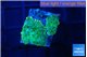 Rhodactis green 2 polyps WYSIWYG acclimaté