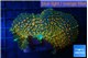 Rhodactis green & orange fusion 5-10 cm WYSIWYG acclimaté