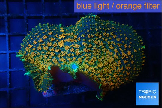 Rhodactis green & orange fusion 5-10 cm WYSIWYG acclimaté