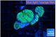 Ricordea floridae green 4 polyps WYSIWYG acclimaté