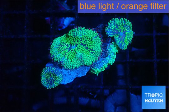 Ricordea floridae green 4 polyps WYSIWYG acclimaté