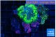 Ricordea yuma mixed color 3 polyps WYSIWYG acclimaté