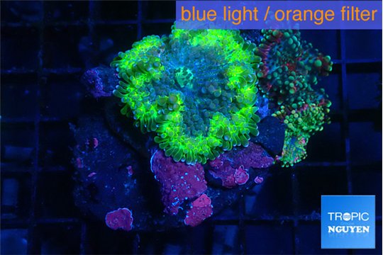 Ricordea yuma mixed color 3 polyps WYSIWYG acclimaté