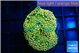 Ricordea floridae green golden 1 polyp WYSIWYG acclimaté