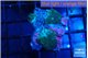 Rhodactis green 2 polyps WYSIWYG acclimaté