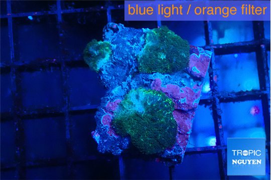 Rhodactis green 2 polyps WYSIWYG acclimaté