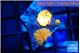 Rhodactis red blue superman small polyps 2 polyps WYSIWYG acclimaté